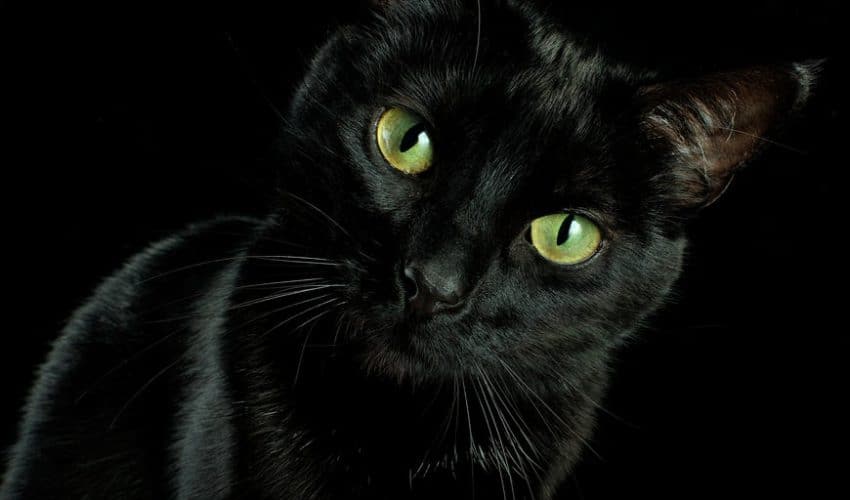 Kara kediler gerçekten kötü şans getirir mi?