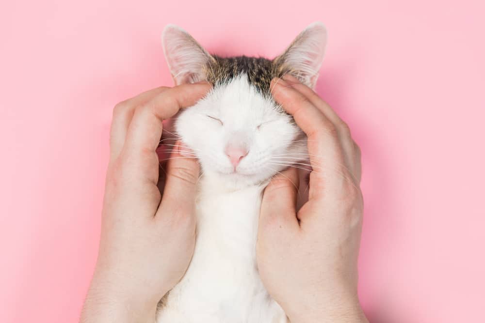 Kedilerde yüksek sesli miyavlama nasıl önlenir?