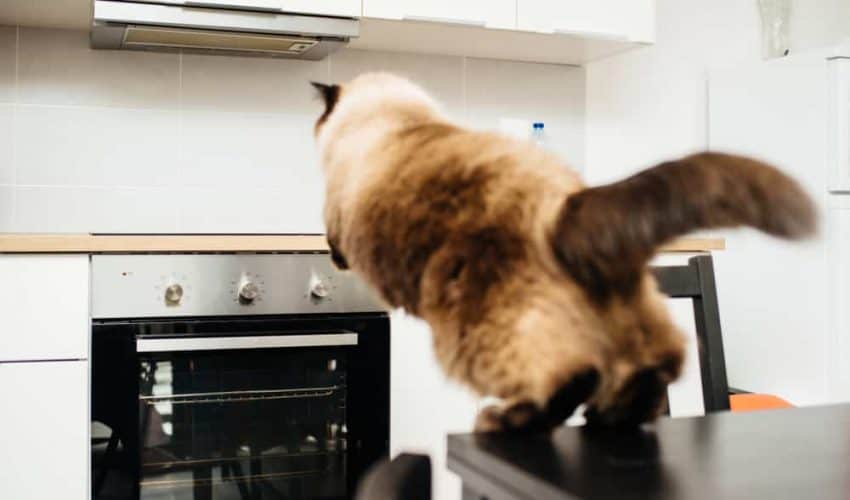 Kedilerin mutfak tezgahına çıkması nasıl önlenir?