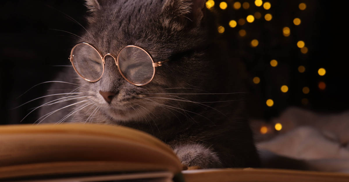 Kitap okuyan kedi