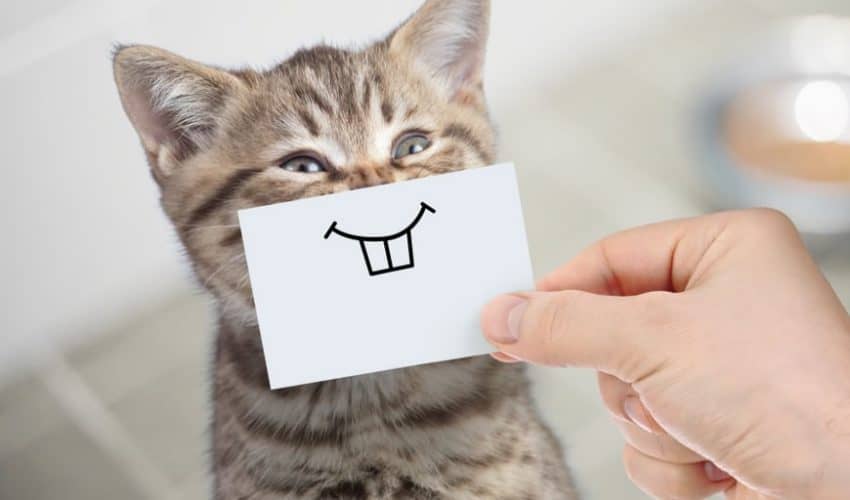 Komik kedi isimleri – Birbirinden farklı 70 isim
