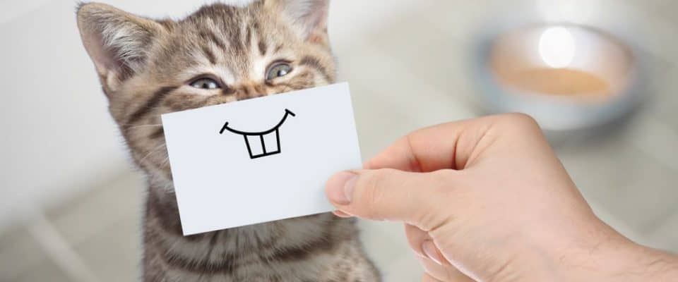 Komik kedi isimleri – Birbirinden farklı 70 isim