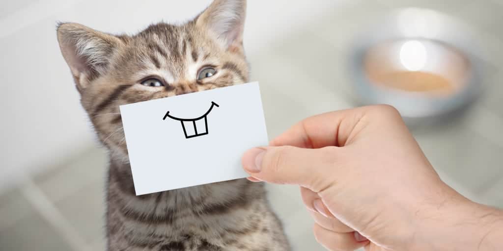 Komik Kedi Isimleri Birbirinden Farkli 70 Isim Petibom