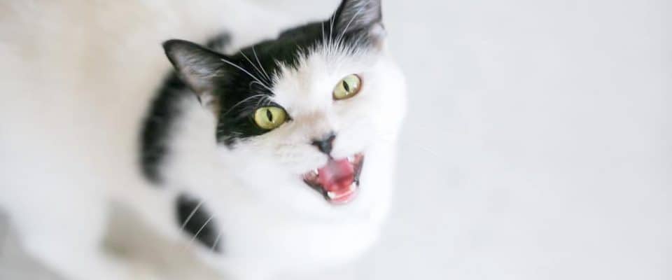 Kedilerde Ses Kaybı: Nasıl Tedavi Edilir?