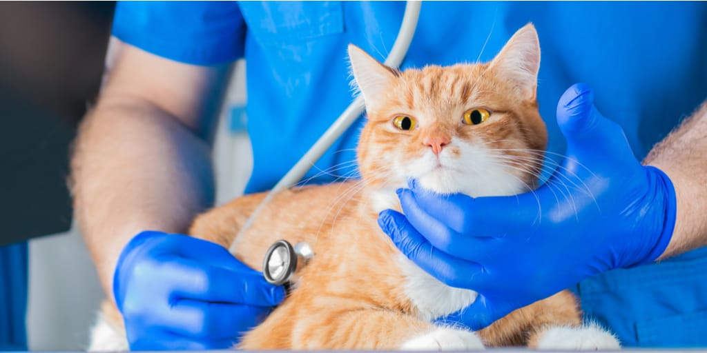 Kedilere Ameliyat Sonrası Beslenme Rehberi Hakkında Her Şey