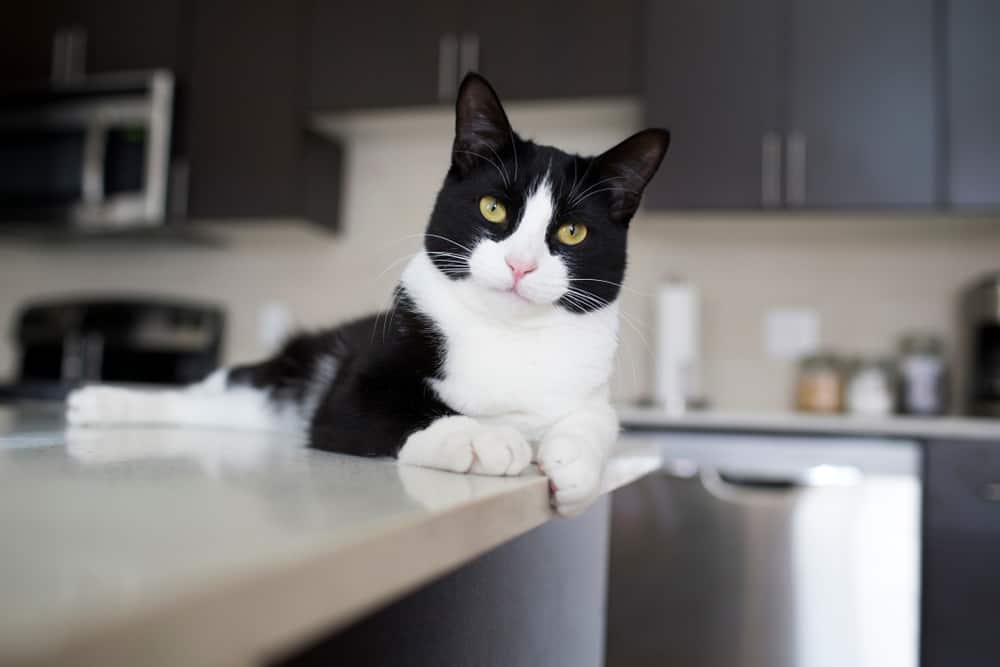 Mutfak Tezgahında Duran Kedi
