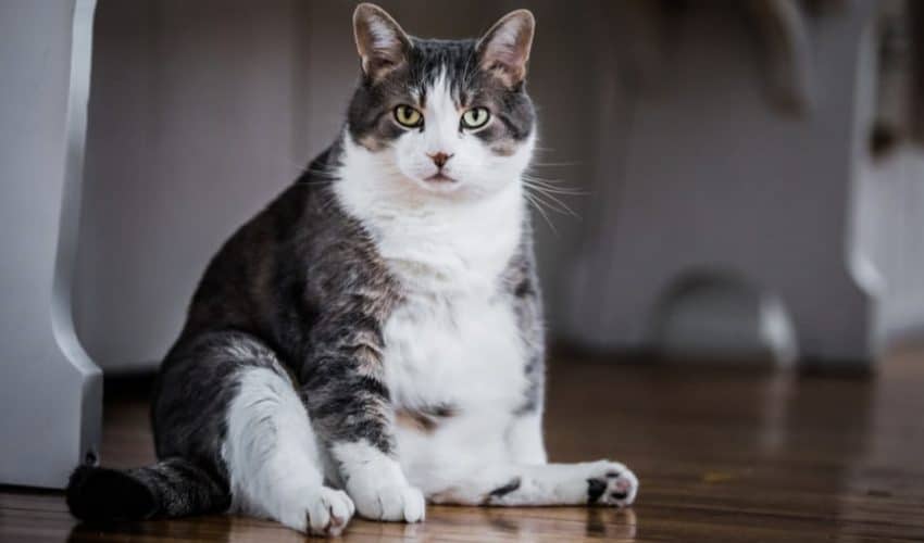 Kedilerde obezite şişmanlık sorunu