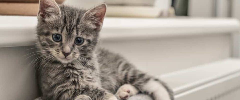 Kedilerde gastroenterit – Belirtileri ve tedavi yöntemleri 