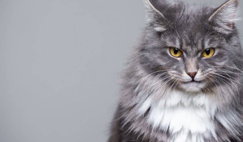 Yaşlı kedilerde sinirlilik ile nasıl başa çıkılır?