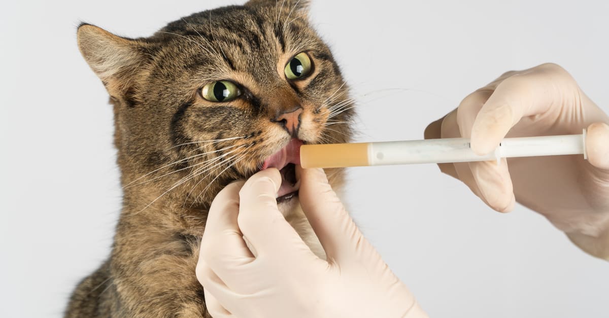 Şırıngayla ilaç alan kedi