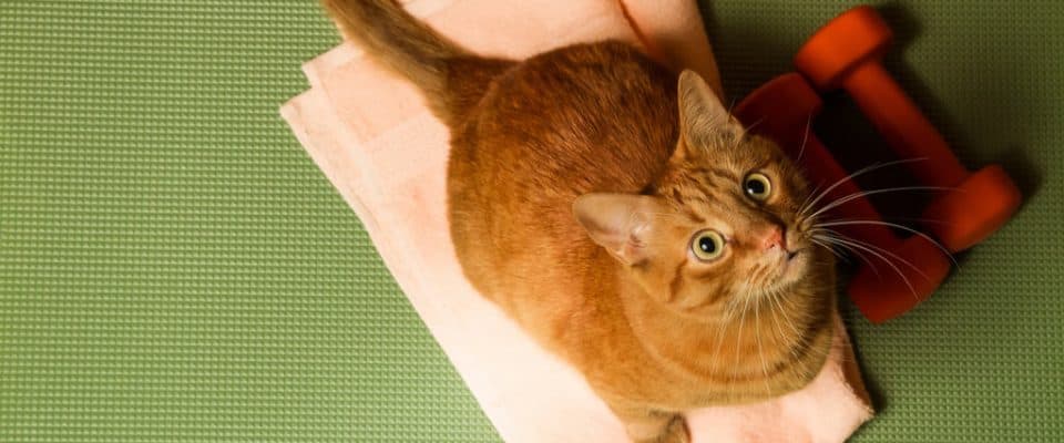 Kedilerin kilo çizelgesi – Kedi kaç kilo olmalı?