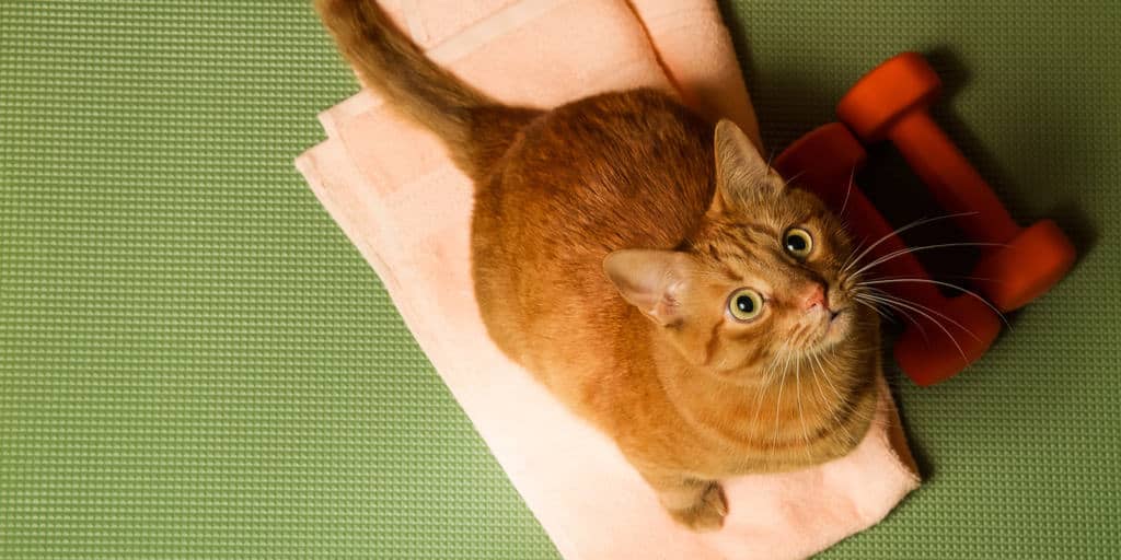 Kedilerin Kilo Çizelgesi Kedi Kaç Kilo Olmalı? Petibom