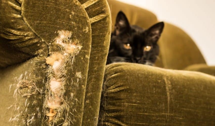 Kedilerin mobilyaları tırmalaması nasıl önlenir?