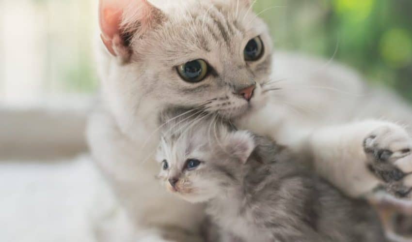 Yavru kedi annesinden ne zaman ayrılmalı?