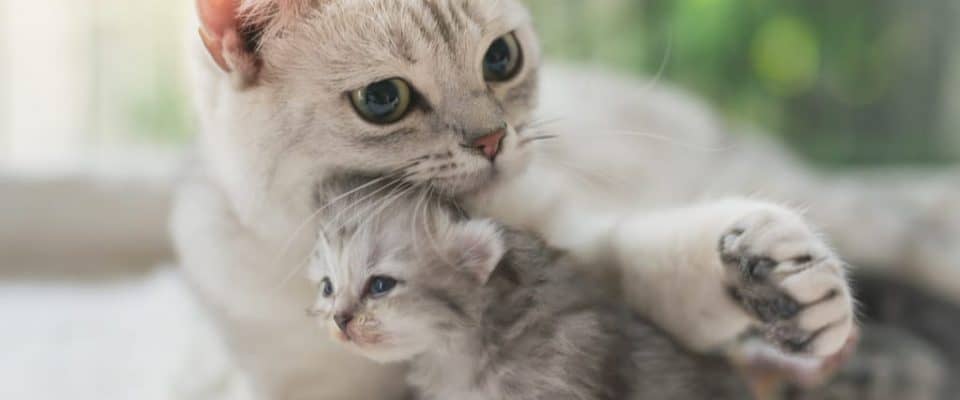 Yavru kedi annesinden ne zaman ayrılmalı?