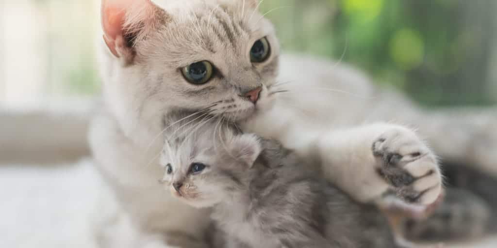 Yavru kediler annelerinden ne zaman ayrılabilir? Petibom