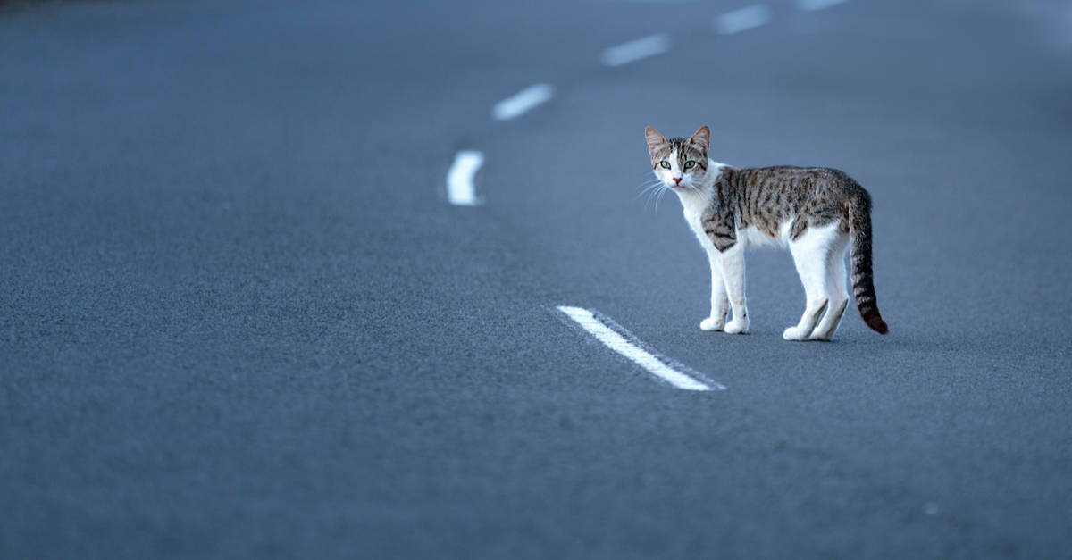 Yolda duran kedi