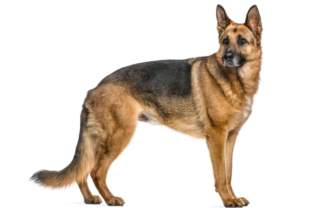 Alman Kurdu (Çoban) Köpeği