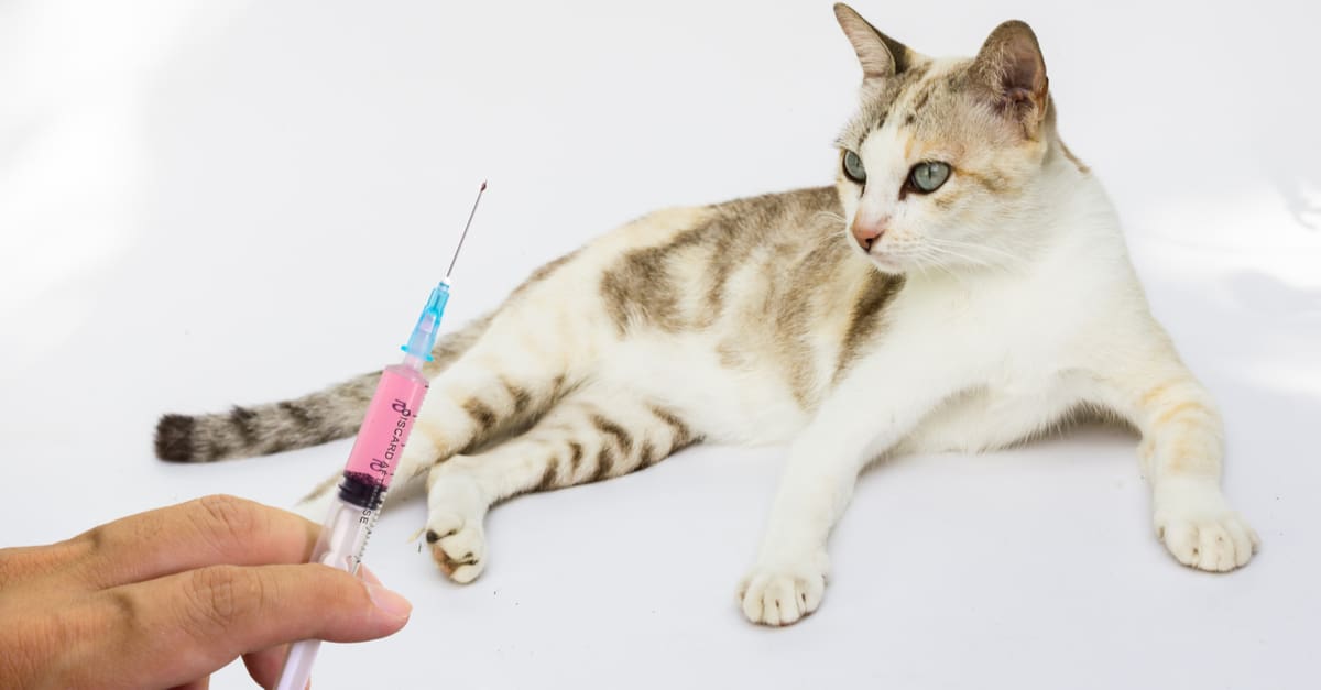 aşı olan kedi