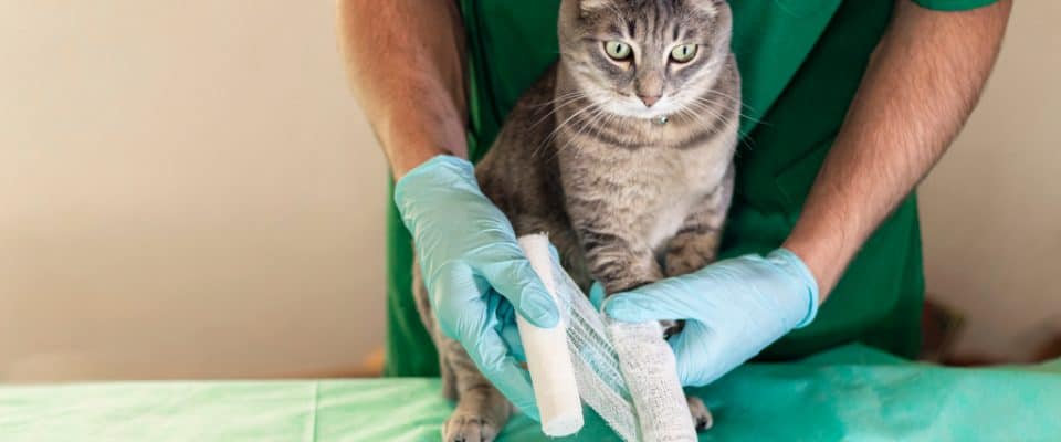 Kedilerde çıkık eklemler nasıl tedavi edilir?