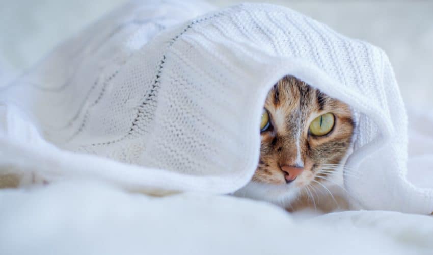 Kediler neden battaniyelerin altına gizleniyor?