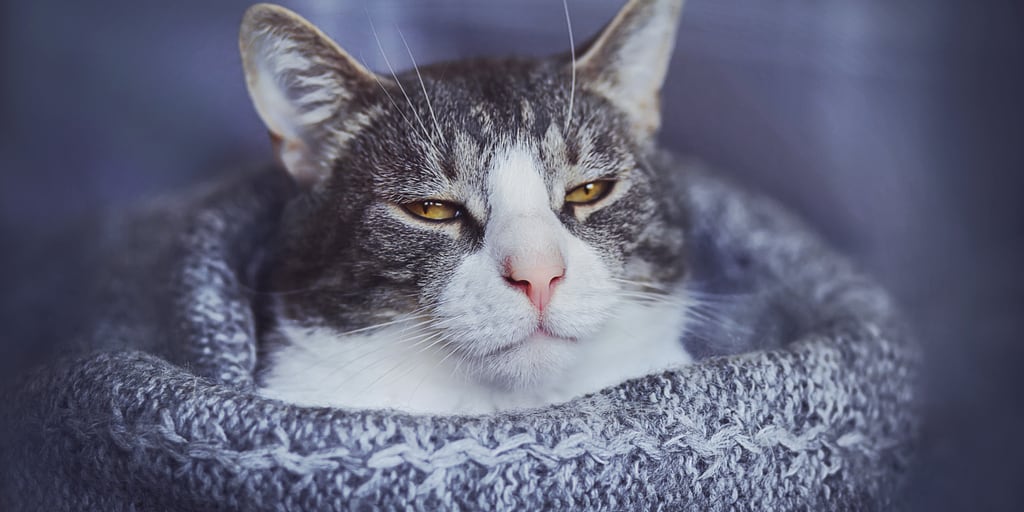 Kediler Neden Nankor Olarak Kabul Edilir Petibom