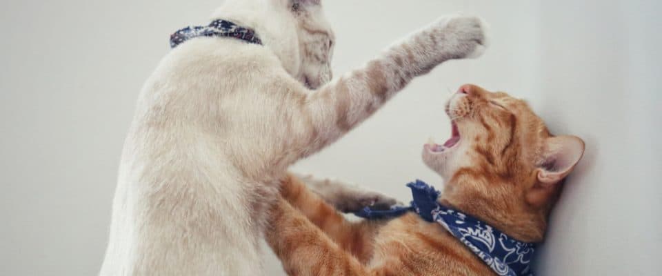 Kediler arasındaki kavgalar nasıl çözülür?