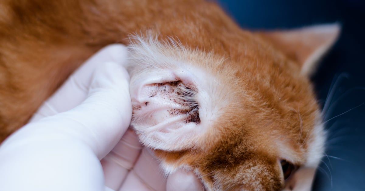 kedilerde kulak enfeksiyonu