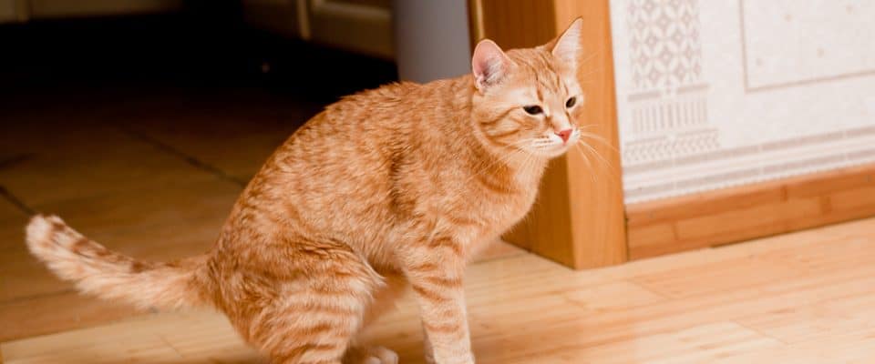 Kedilerin tuvalet kabı dışına idrar yapması nasıl önlenir?