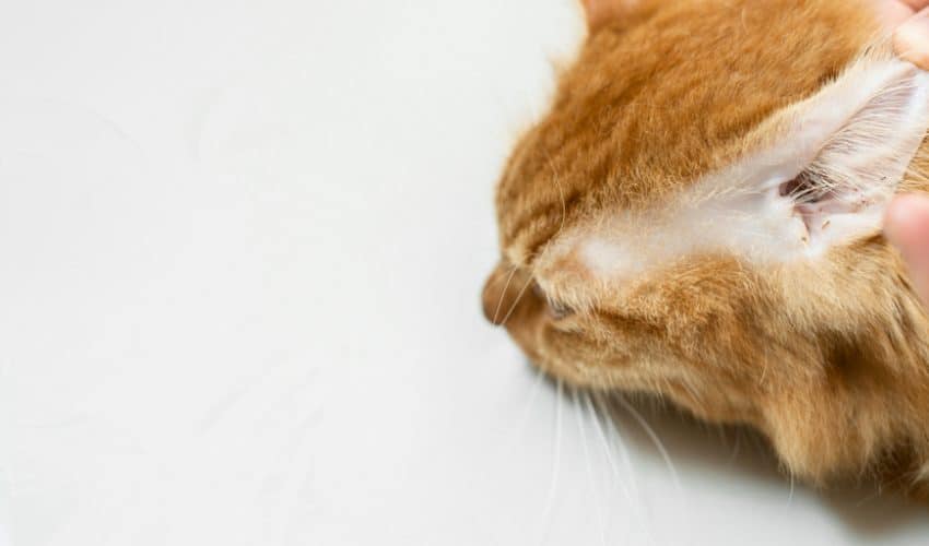 Kedilerde Kulak Temizliği Nasıl Olmalıdır, Nelere Dikkat Edilmelidir?