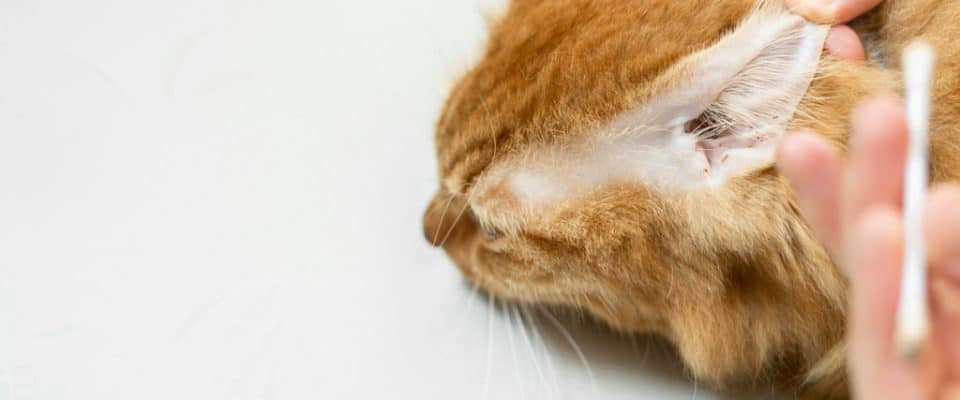 Kedilerde Kulak Temizliği Nasıl Olmalıdır, Nelere Dikkat Edilmelidir?
