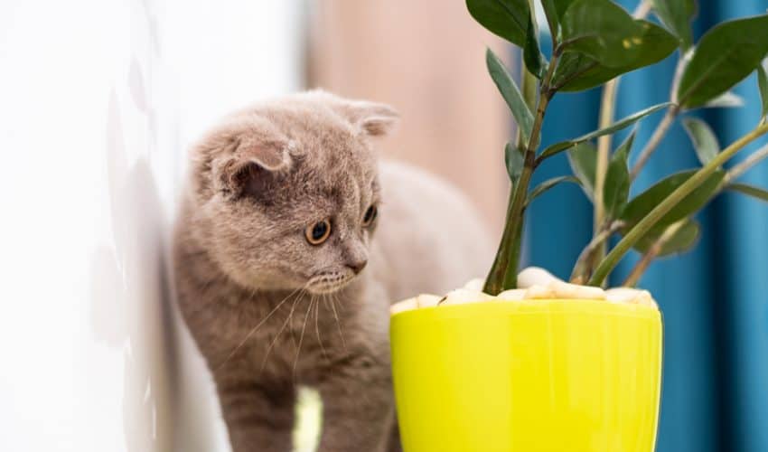 Kedilerin bitki yemesi nasıl önlenir?