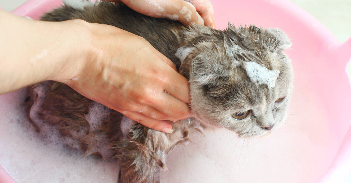 Selede yıkanan kedi