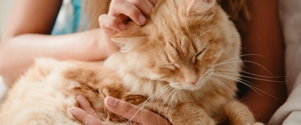 Sorunlu kedinizi nasıl daha mutlu ve sağlıklı bir kedi olması için eğitirsiniz?