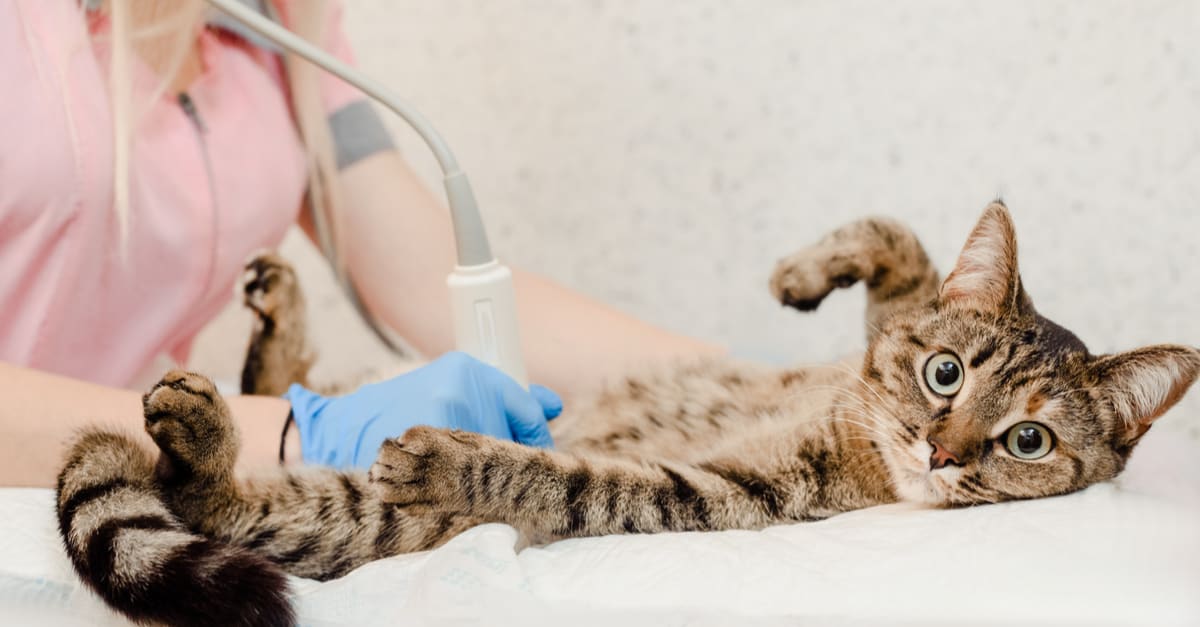 ultrason çekilen kedi