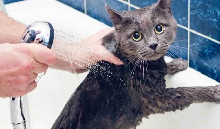 Bir kediyi banyo yapması için nasıl eğitirsiniz?