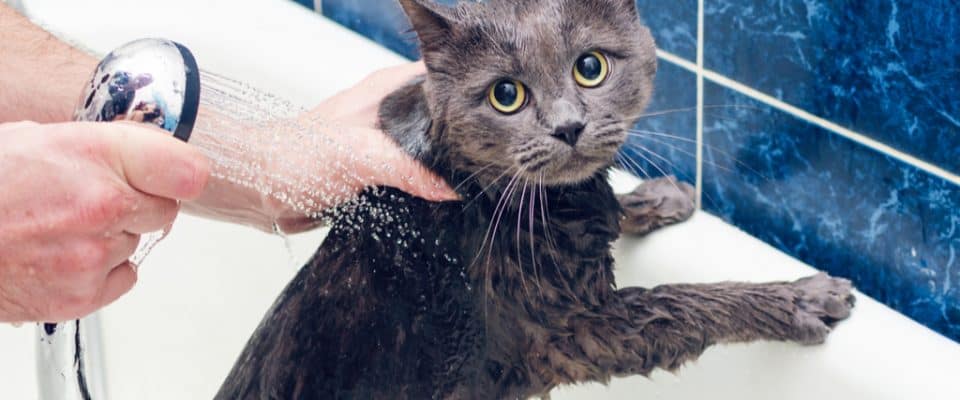 Bir kediyi banyo yapması için nasıl eğitirsiniz?