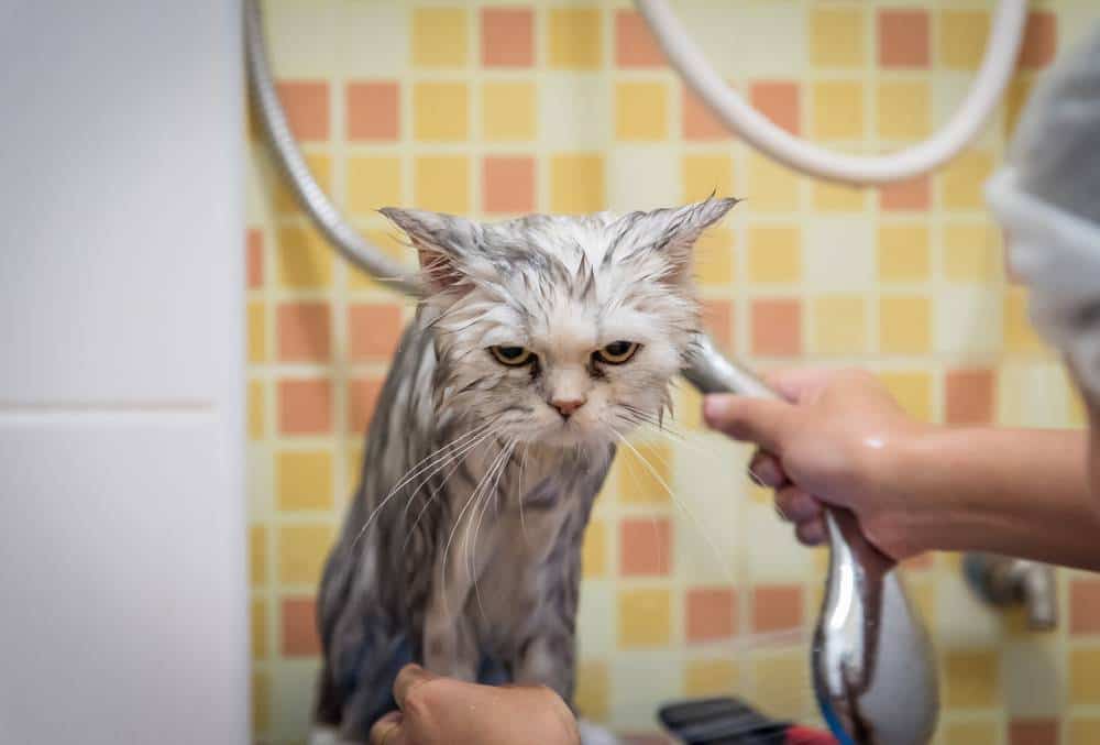 Kediler Banyo yapmaktan Nefret Eder