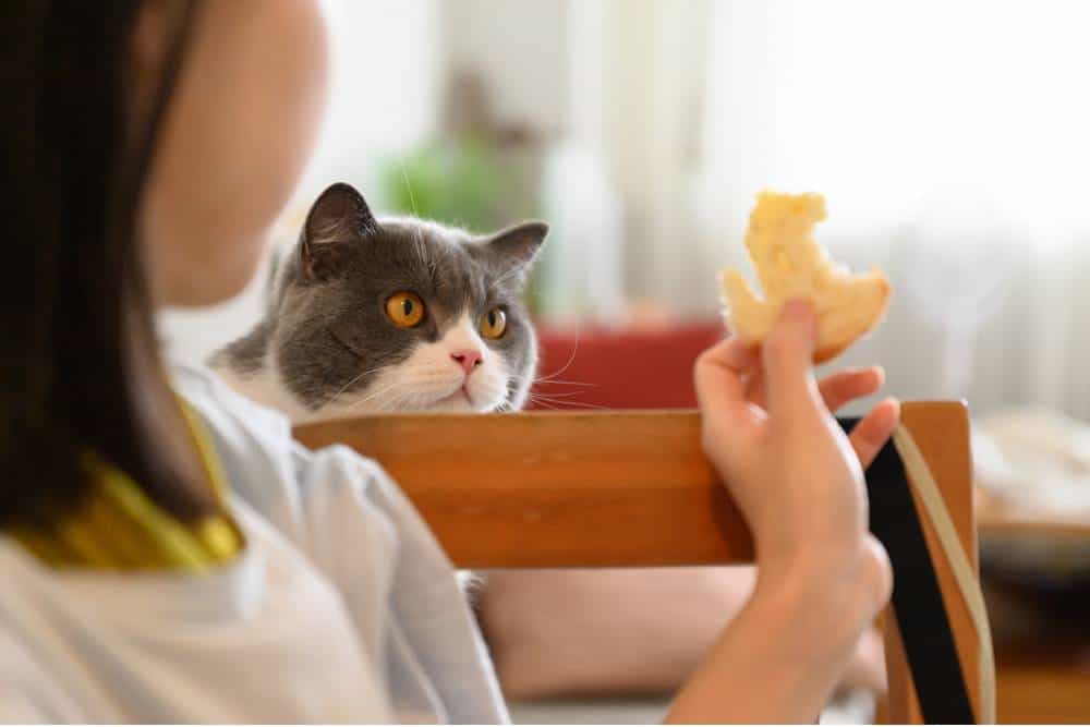 Kediler ekmek sever mi