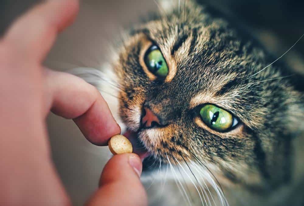 Kediler İlaç Almaktan Nefret Eder