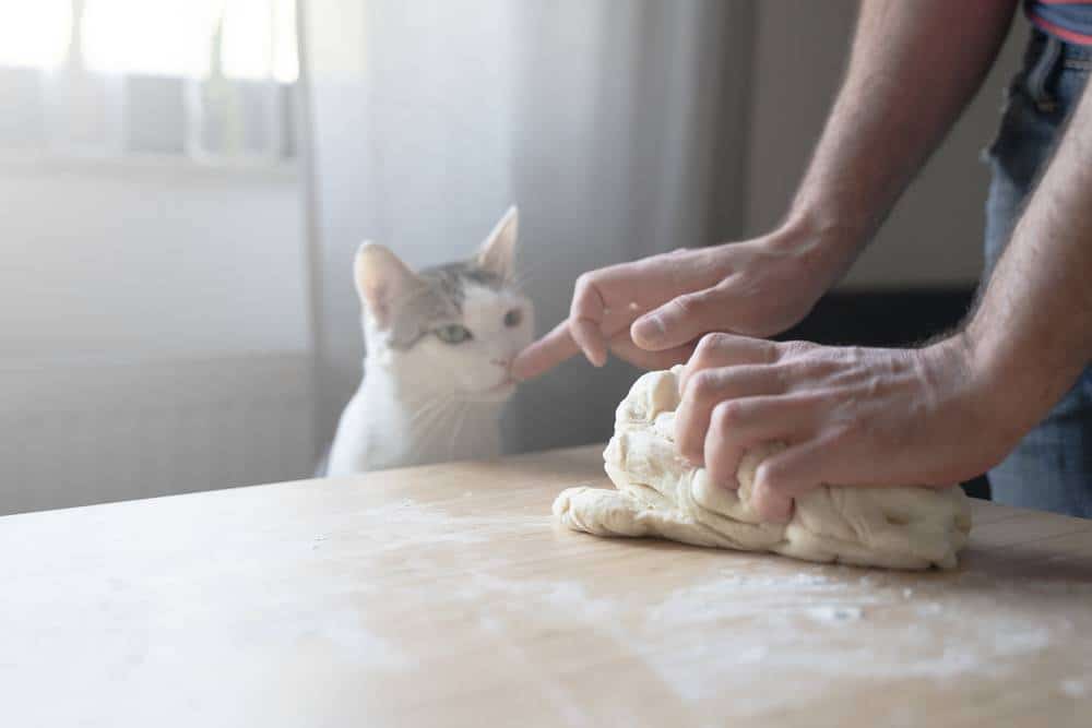 kediler ekmek hamuru yer mi sağlıklı mı