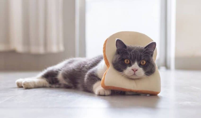 Kediler ekmek yer mi?  Kedilerin ekmek yemesi zararlı mı?