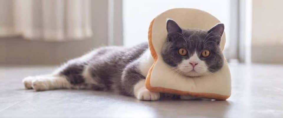 Kediler ekmek yer mi?  Kedilerin ekmek yemesi zararlı mı?