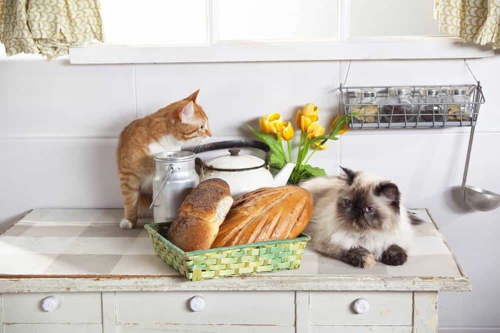 kediler hangi ekmek çeşidini kesinlikle yememeli