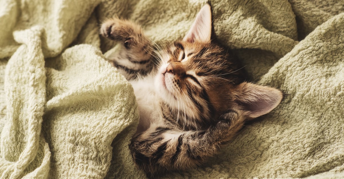 battaniyenin altında yatan kedi 