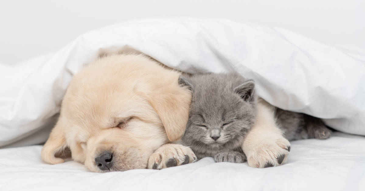 beraber uyuyan yavru kedi ve köpek