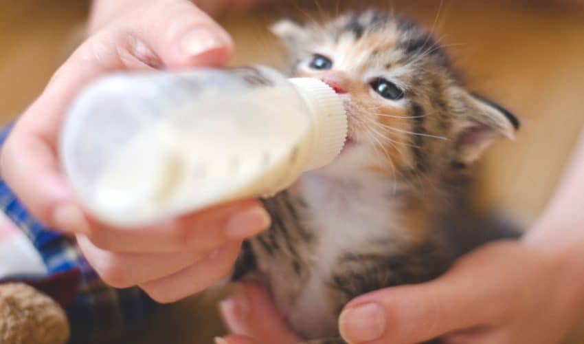Yavru kediler biberonla nasıl beslenir?