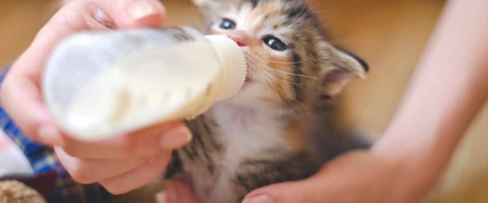 Yavru kediler biberonla nasıl beslenir?