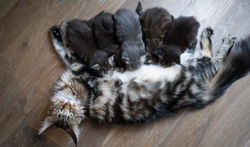 Anne kedilerin davranışları – Dikkat edilmesi gereken 6 davranış