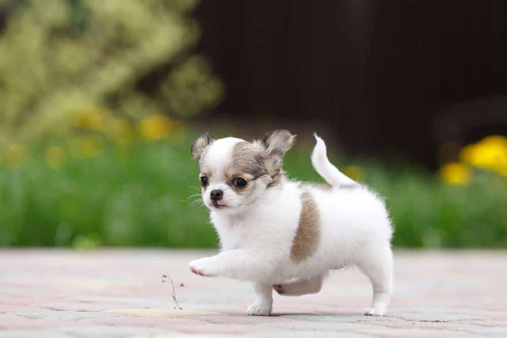 Chihuahua (Şivava))